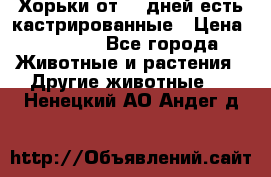   Хорьки от 35 дней есть кастрированные › Цена ­ 2 000 - Все города Животные и растения » Другие животные   . Ненецкий АО,Андег д.